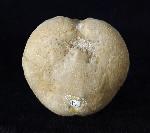 Linthia vilanovae (COTTEAU 1889) - Bild © FossNet FossilienStore